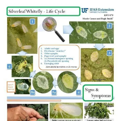 thumbnail for publication: Pest Identification Guide: Silverleaf Whitefly, Bemisia tabaci